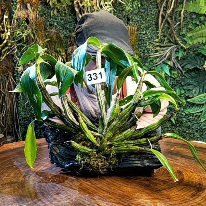 【闪购商品】331翅梗花