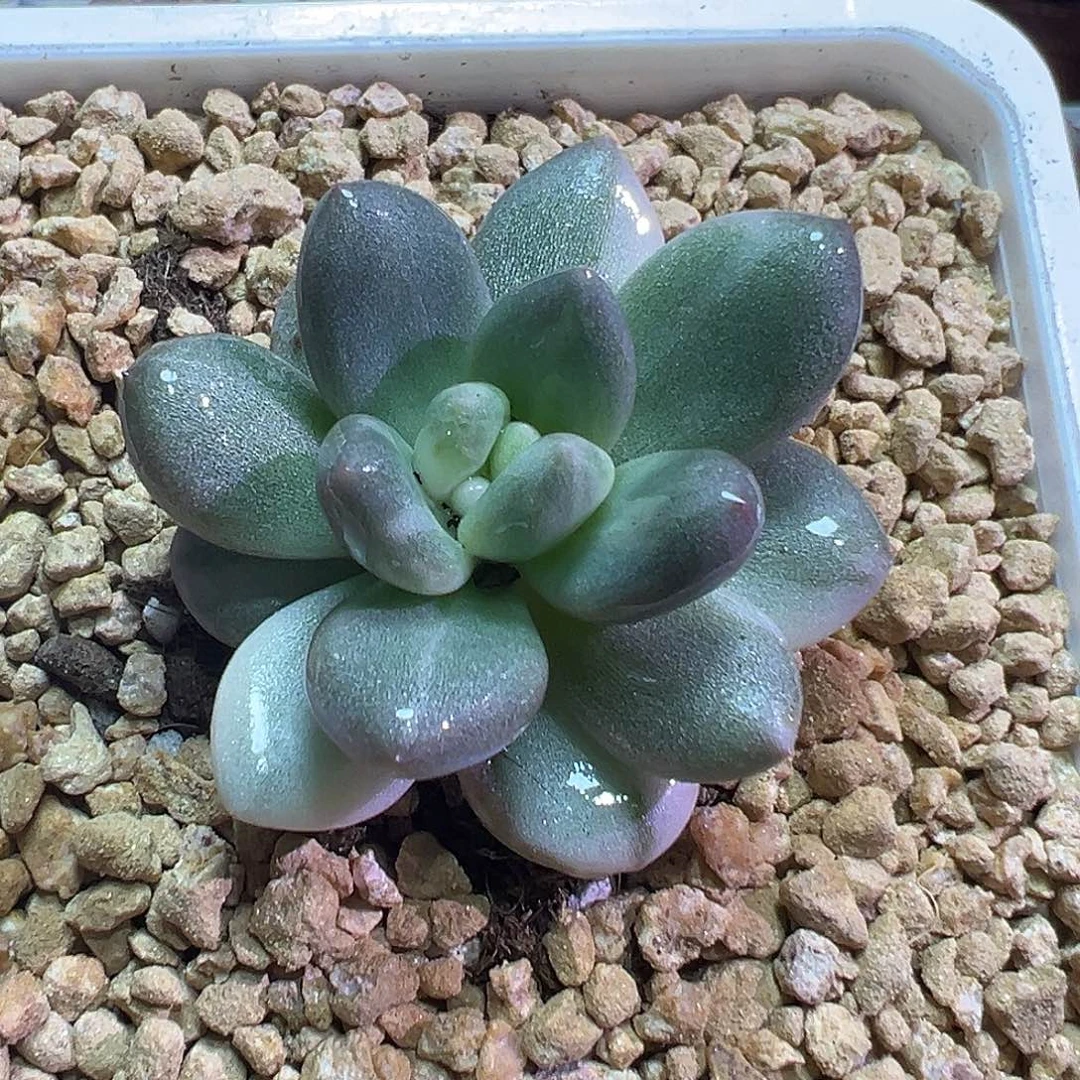 奶酪锦多肉植物福利