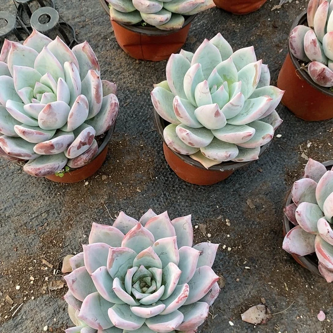 单头野卡1颗多肉植物