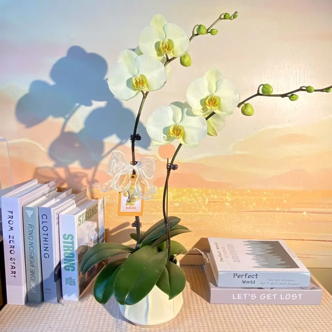 绿地球 蝴蝶兰客厅卧室美观 带花 带花苞