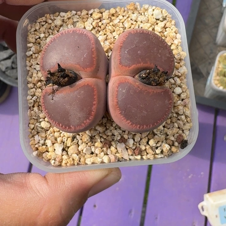 红日轮 双头 一物一拍