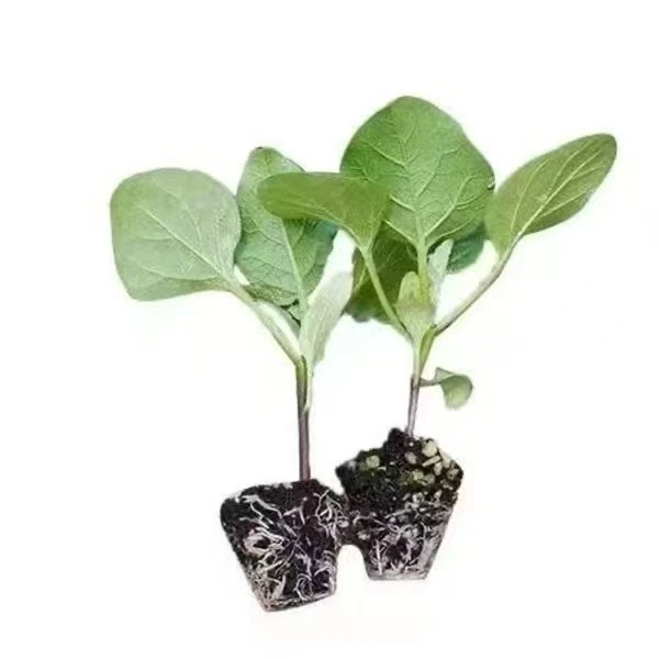 高产茄子秧苗紫长茄子苗黑长茄苗杭茄苗紫圆茄苗青茄苗白茄苗盆栽