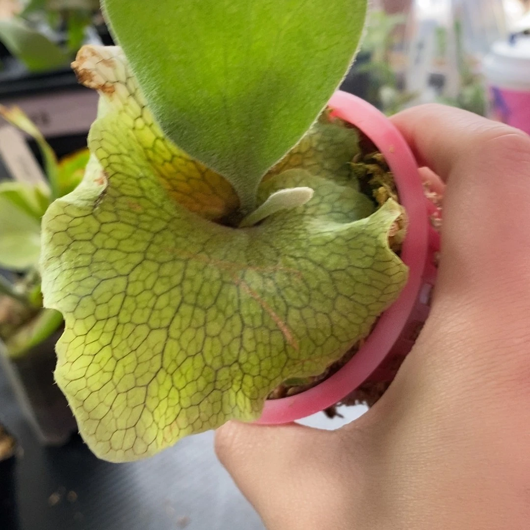 无花朵银华鹿角蕨