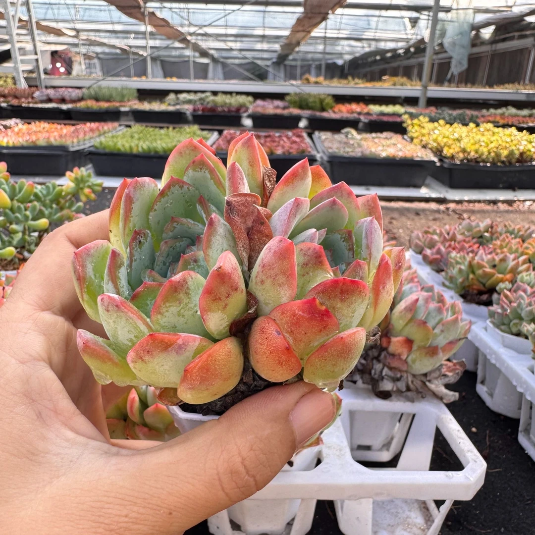 红边月影双头群生5-6厘米2颗带原盆原土新手老桩大颗多肉绿植盆栽