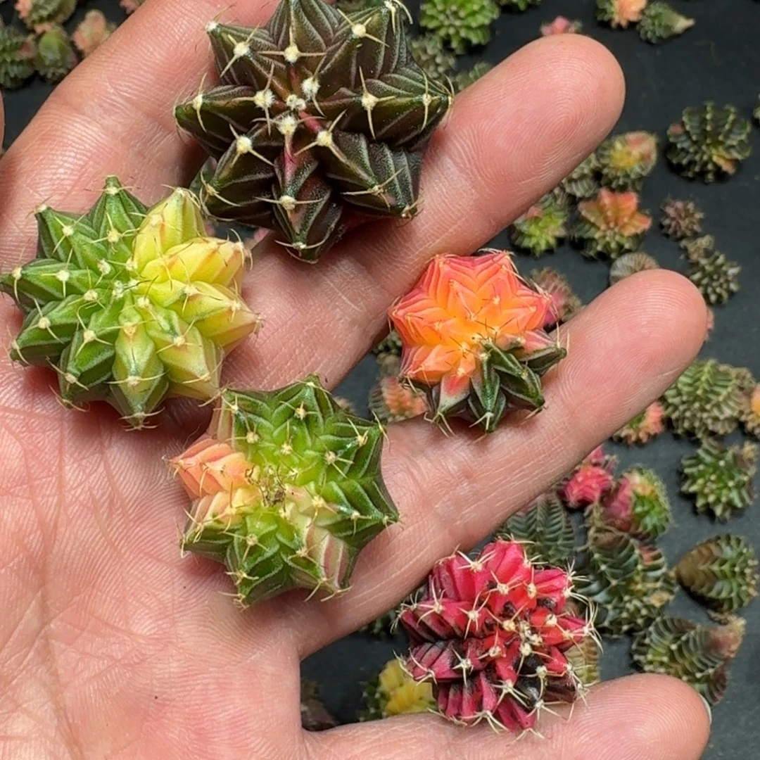 米哈实生自然锦泰国进口24