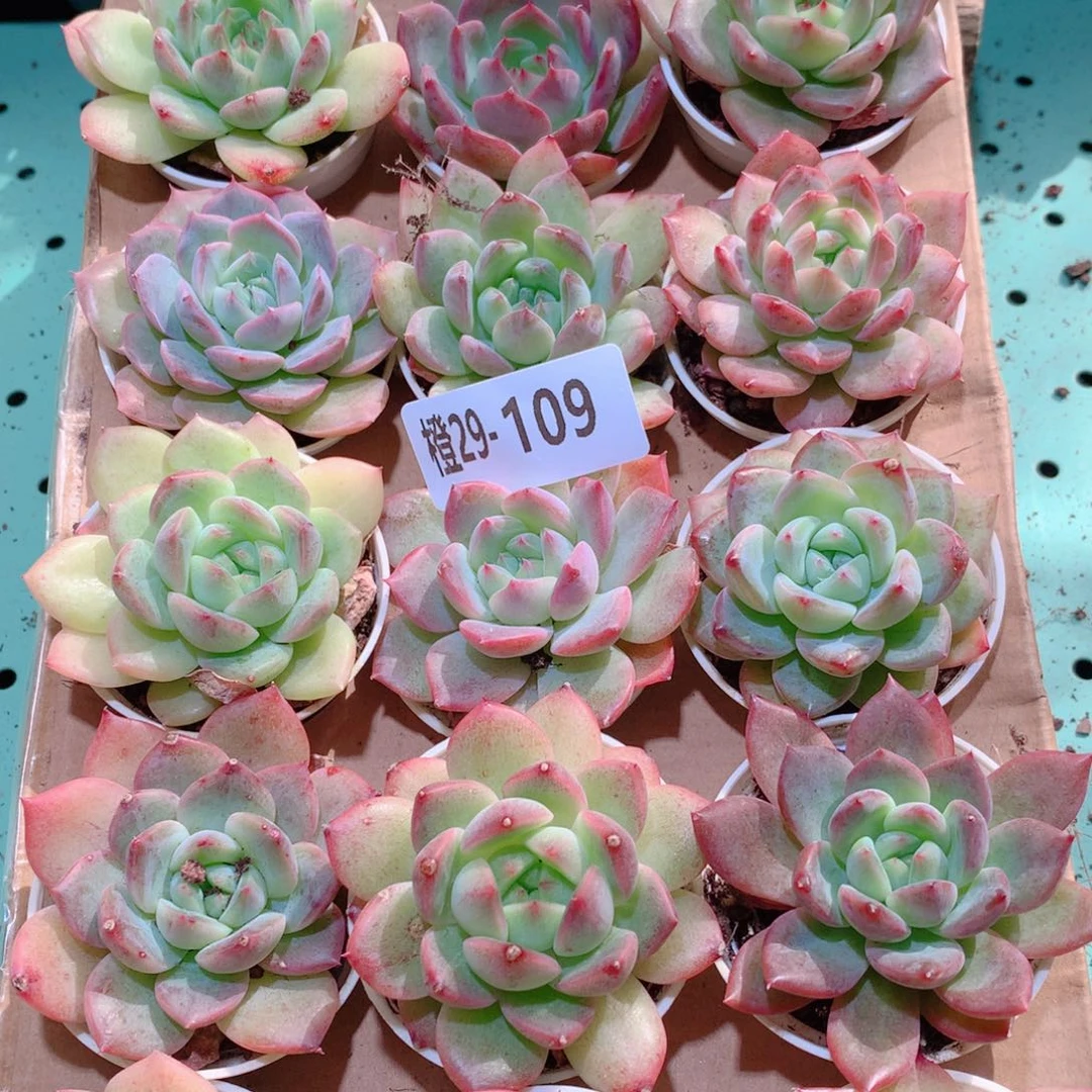29-109一物一拍多肉带盆18颗