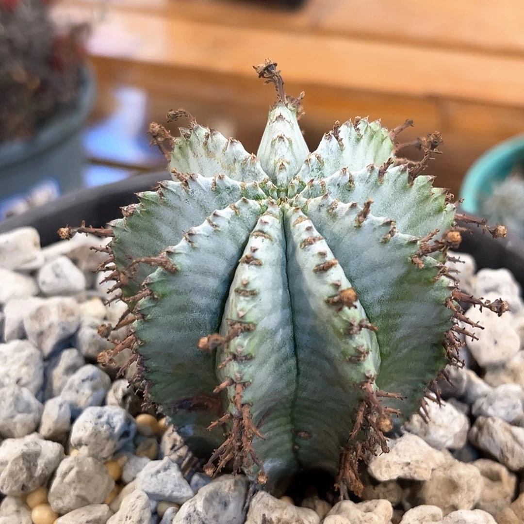 潮流植物 白衣魁伟玉