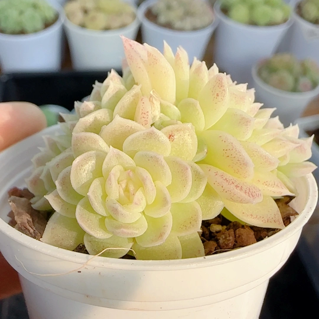 1114-214（优选麦秆）