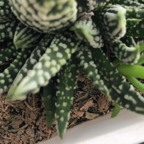 8**5泪珠侧牙无根现砍