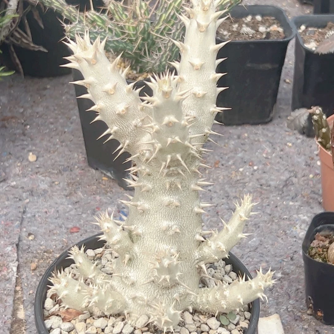 实生 筒蝶春块根