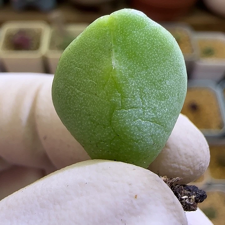 832手工水饺托马斯