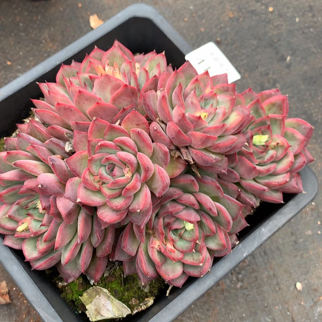 411杂交精品基地17冠