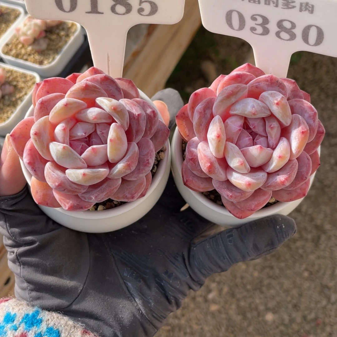 纳**月01850380 两颗橙子 6厘米 不带盆