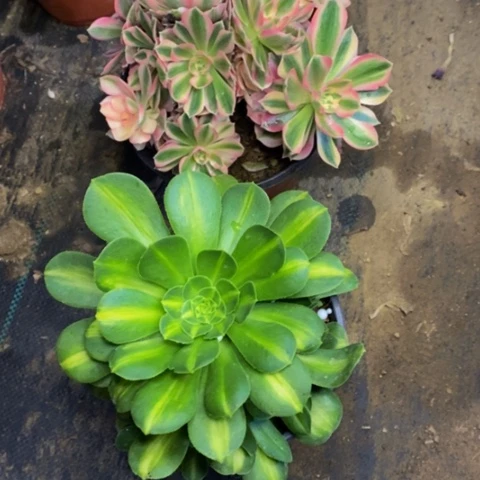 两盆多肉植物5368