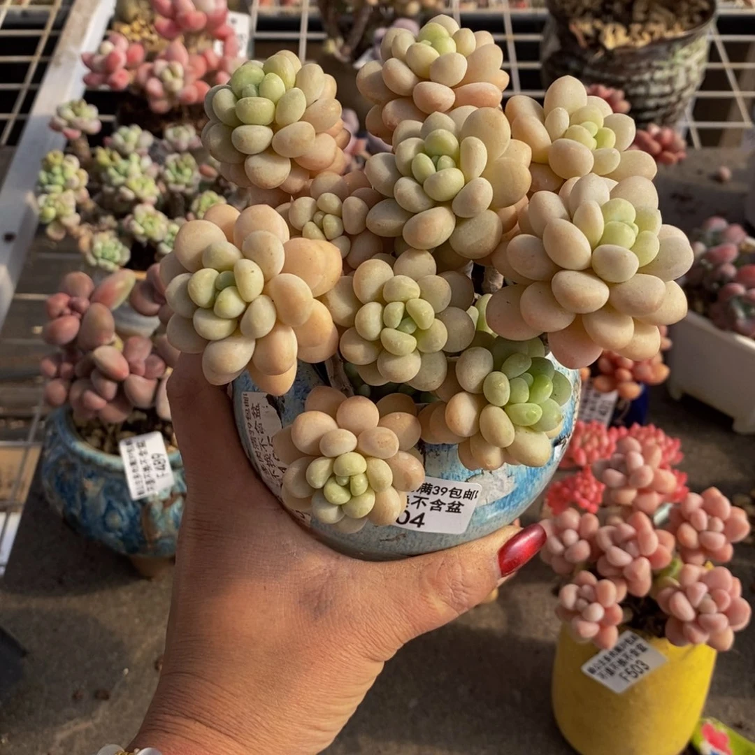 洛可可504/10c m多肉