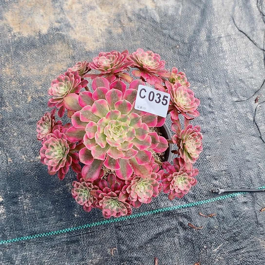 红铜白035多肉11111
