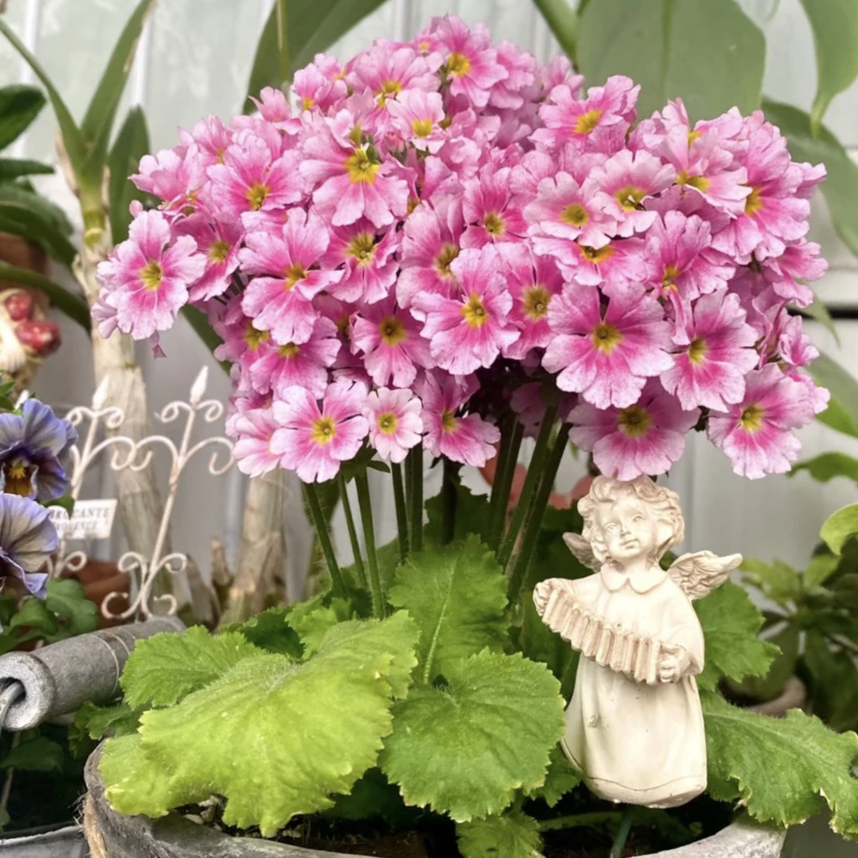 A！【菡萏·彩云报春】天选阳台盆栽！原盆原土超级好养耐寒四季开花