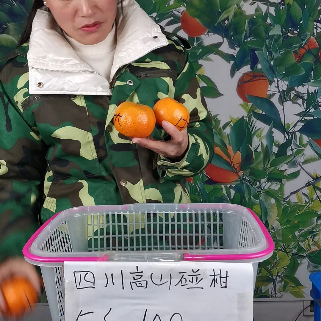 椪柑五斤小果55-65mm直径果