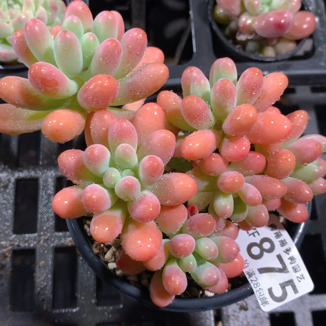 5CM拇指盆精控多肉ZF875