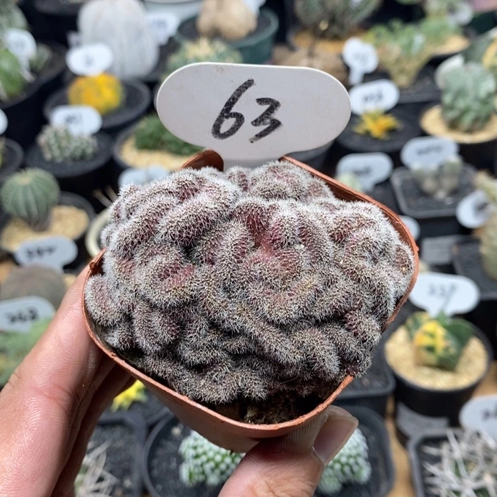 彩草缀化63号7.8cm