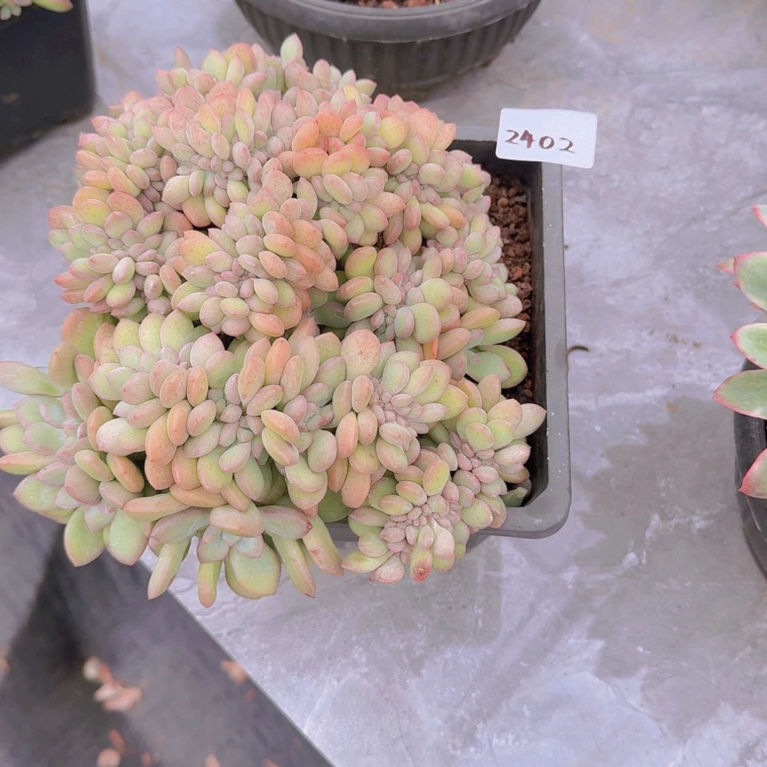 用***72402冰清玉洁多肉植物