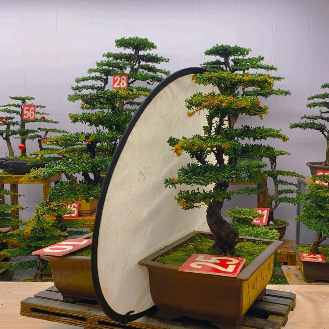 完全开放罗汉松盆景两棵