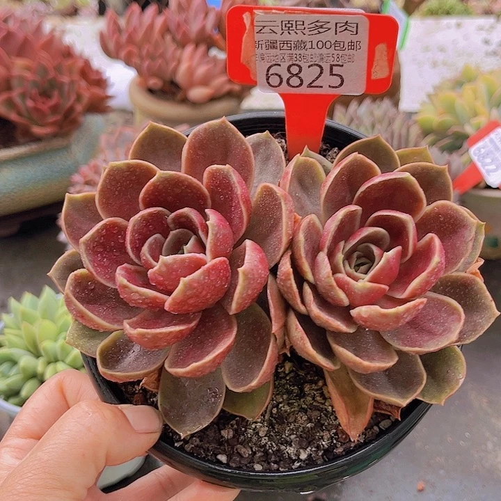 6825哥特玫瑰。