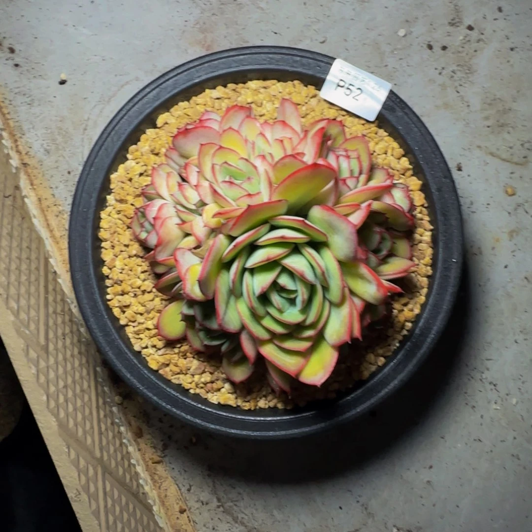 p p p p p p p p 52