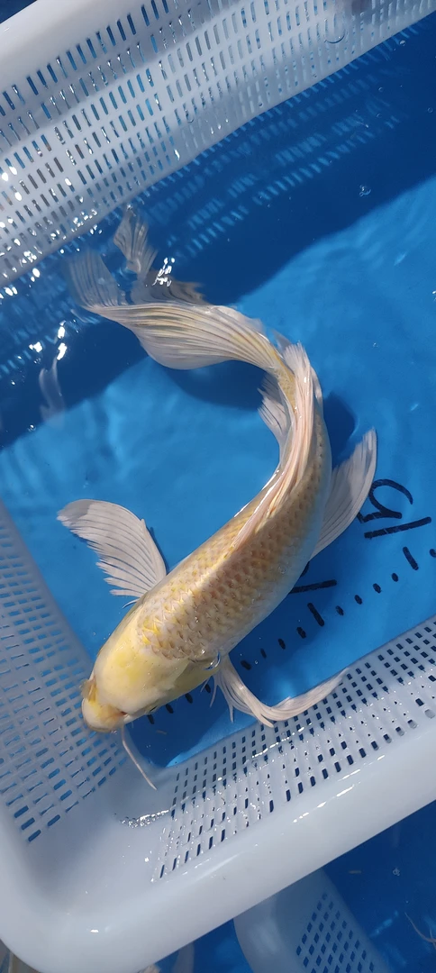 2号直播链接锦鲤观赏鱼包邮开箱包活