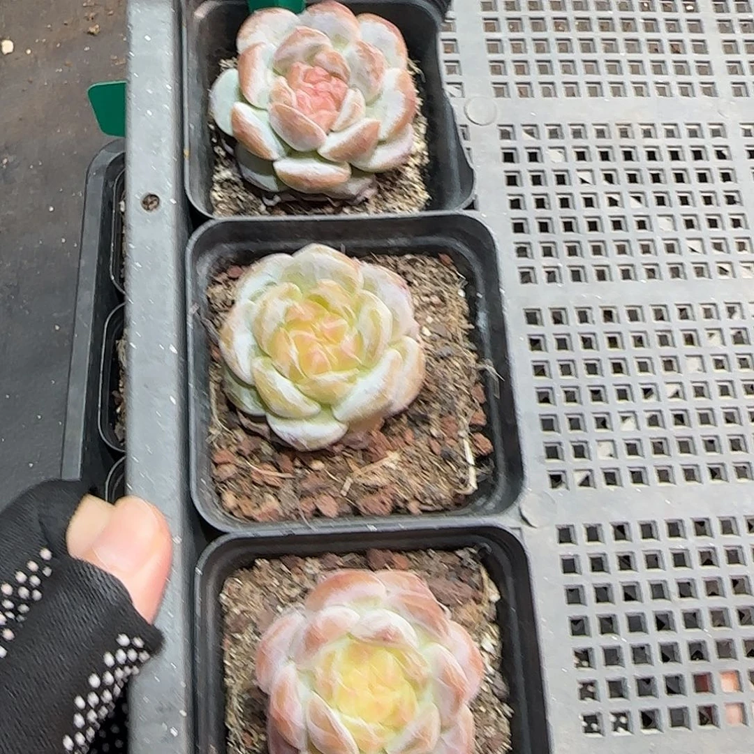 114哈哈哈哈哈哈哈