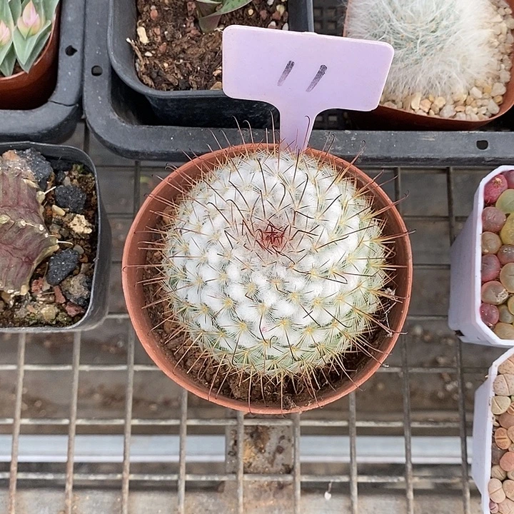 开播前的一个晚上我都在