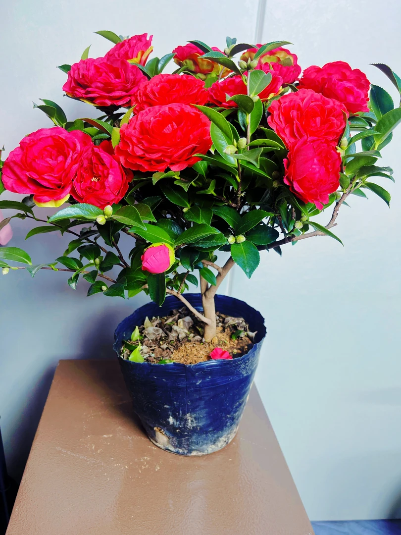 耐寒【红宝石婚礼】浓香带花苞耐寒耐热盆栽地载四季好养花卉