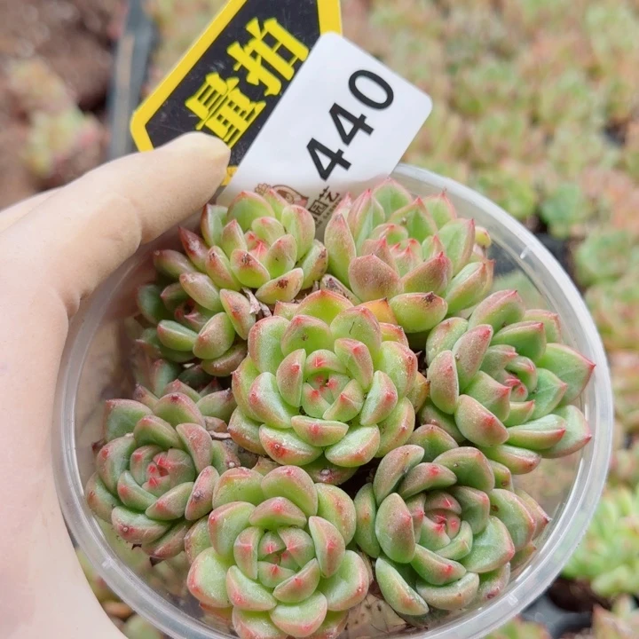 多肉植物多肉植物