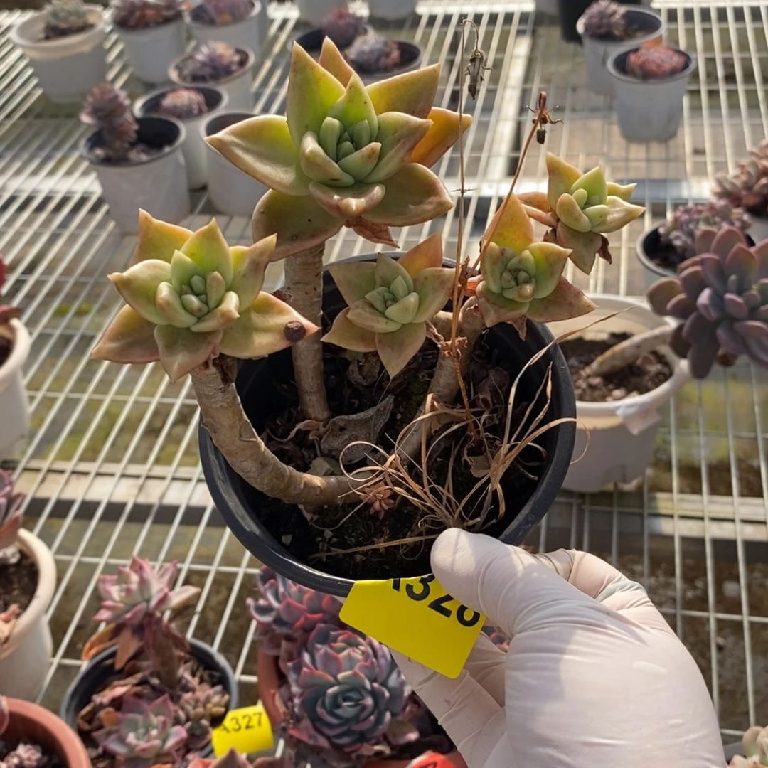 328黄金表丽娜一物一拍