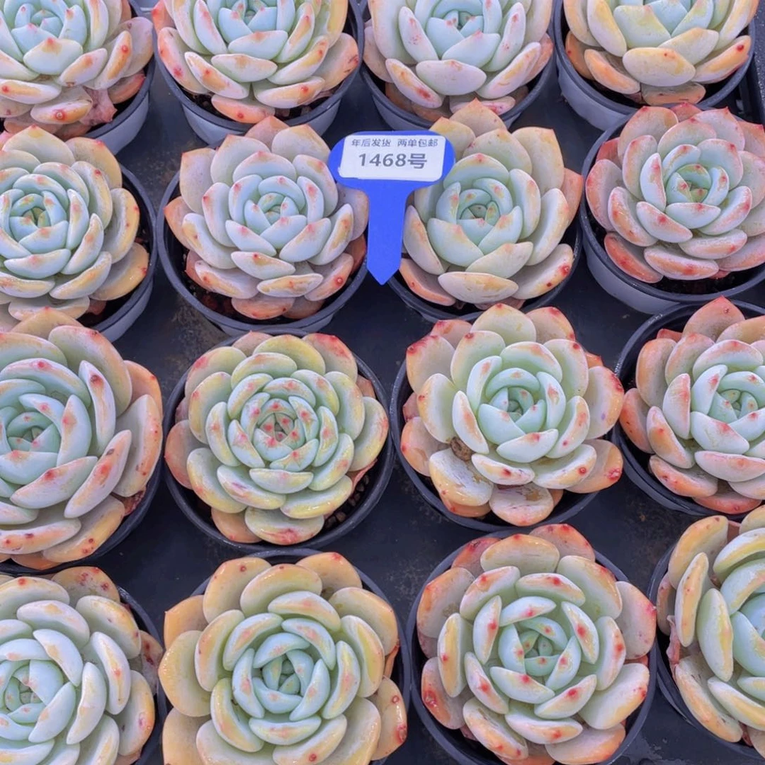 1468号凤橙大单头一个