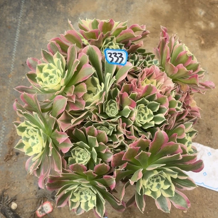 一物一拍多肉白凤333