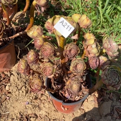 万圣节拉丝一物一拍