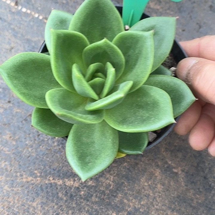 一**妹2504———直播福利