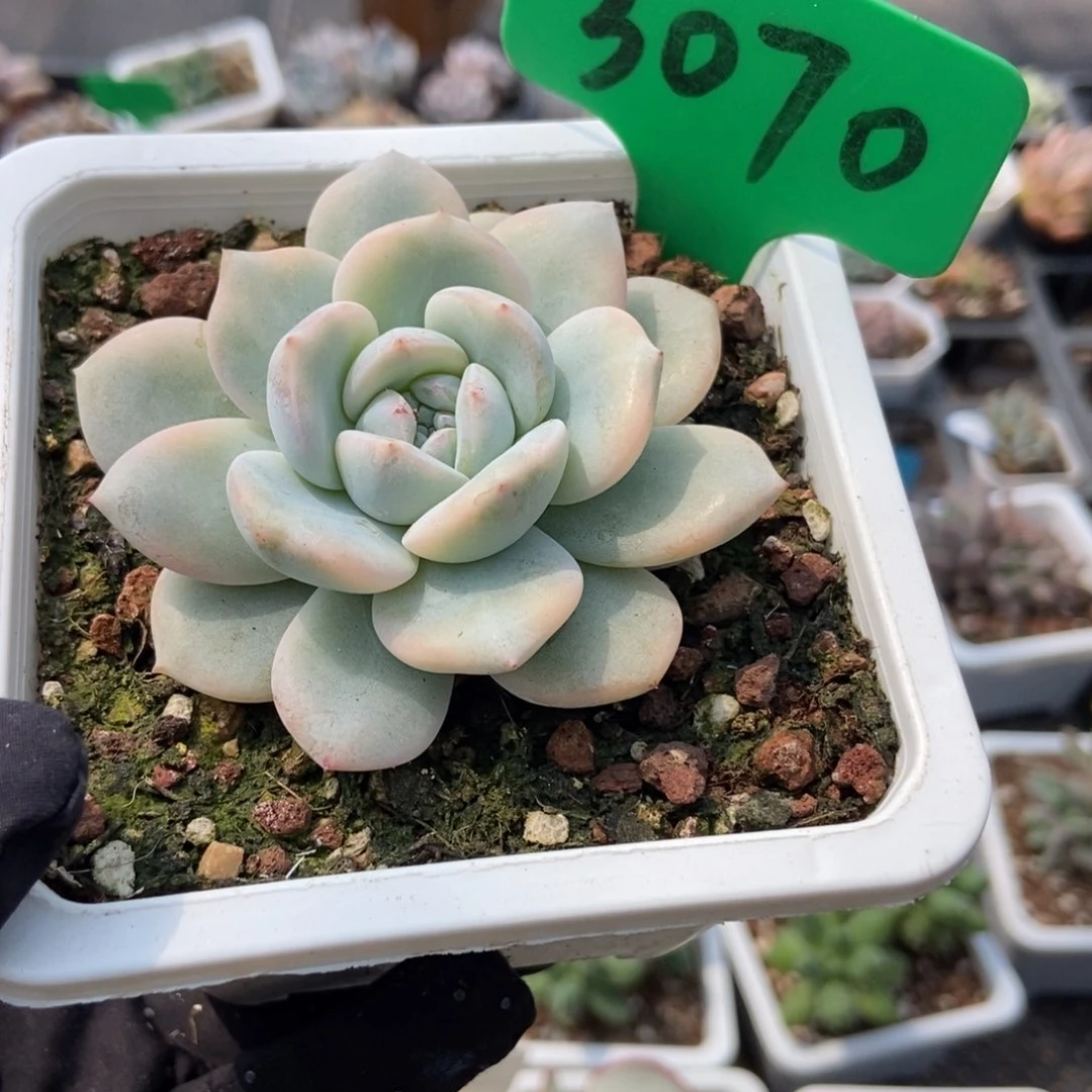 3070梦露锦多肉植物保护