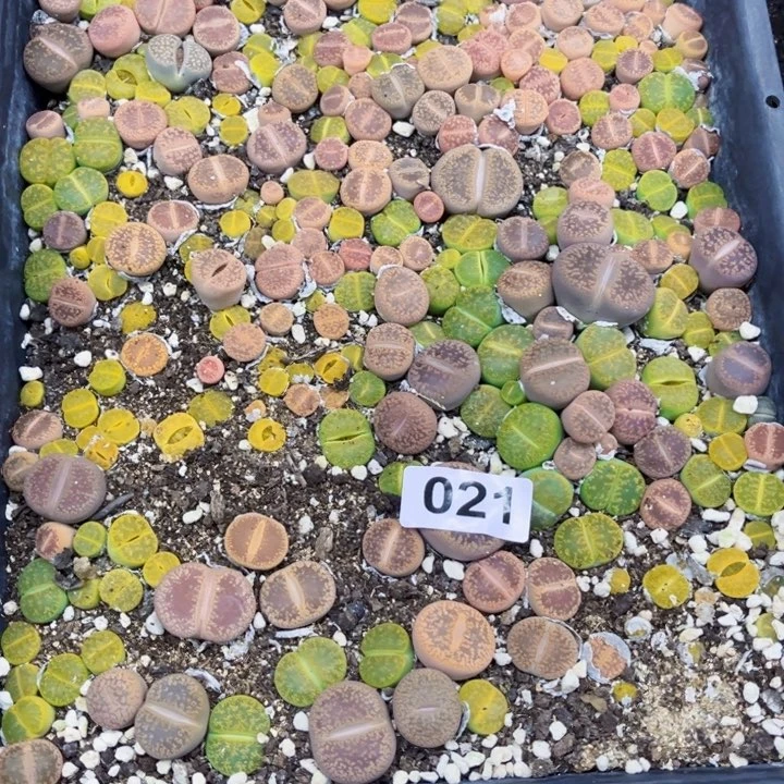 021生石花一物一图初8陆续发货