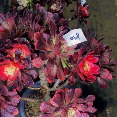 烟花多肉植物一物一拍29多肉