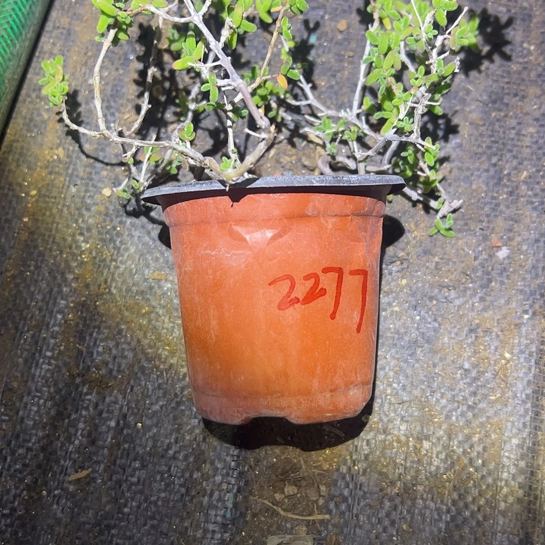 爱***鸥枝干糖球大盆一个