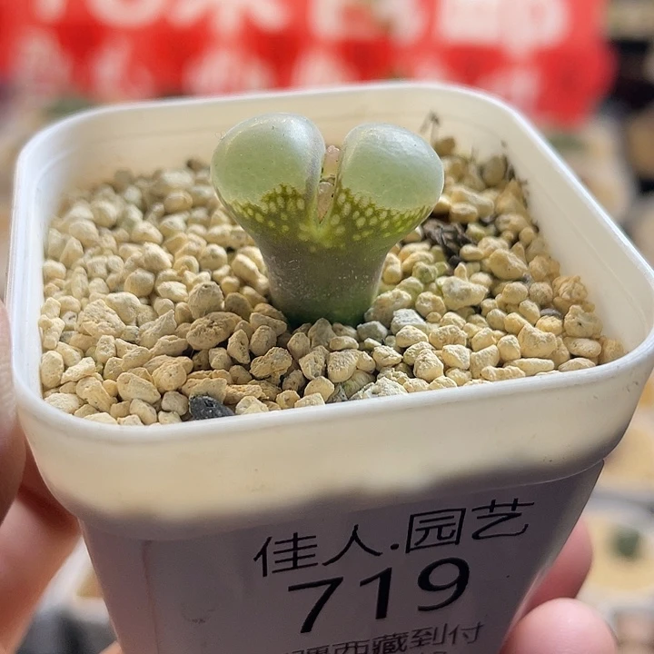 家人园艺多肉生石花温巴德719