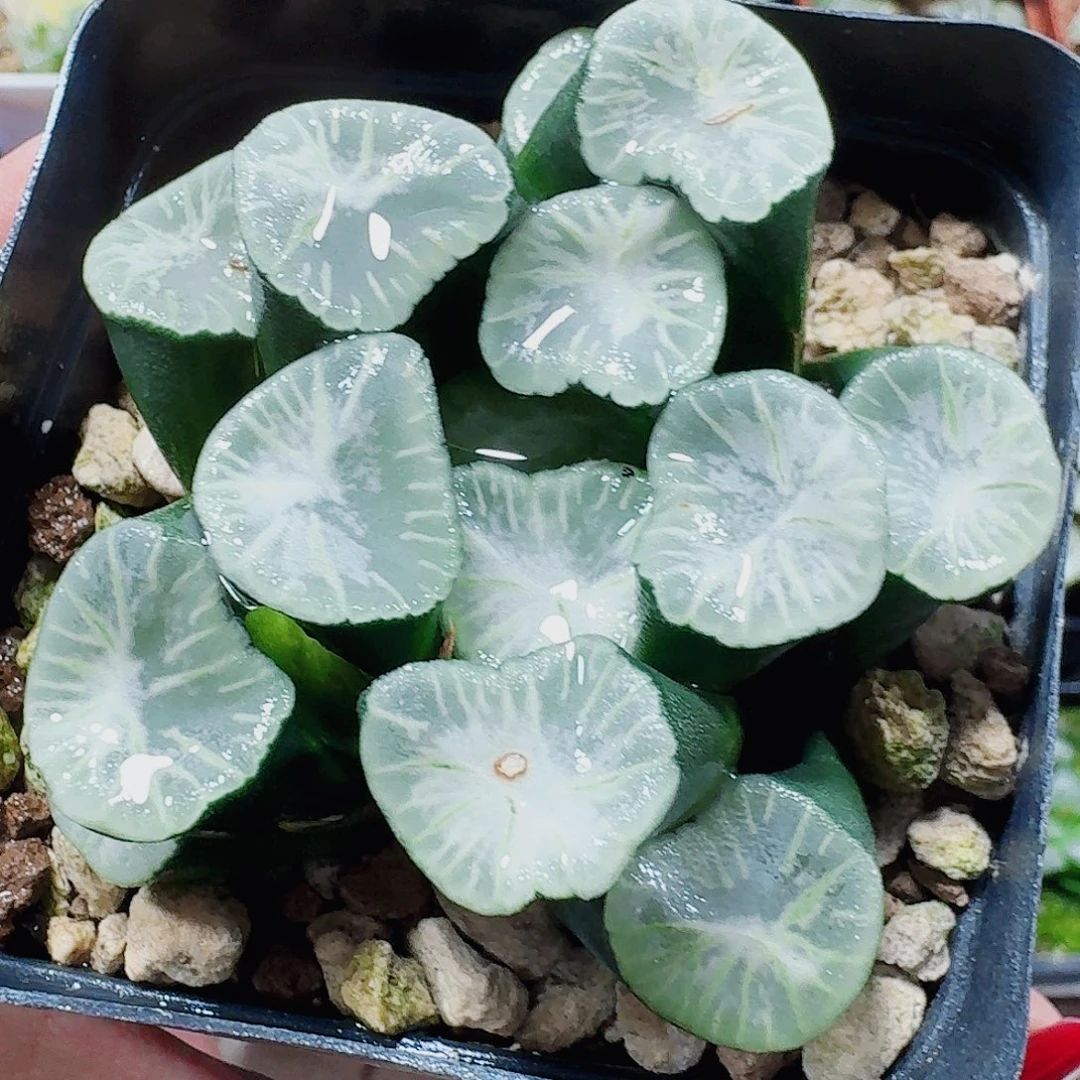 无花朵十二卷 瑞云母本开播福利