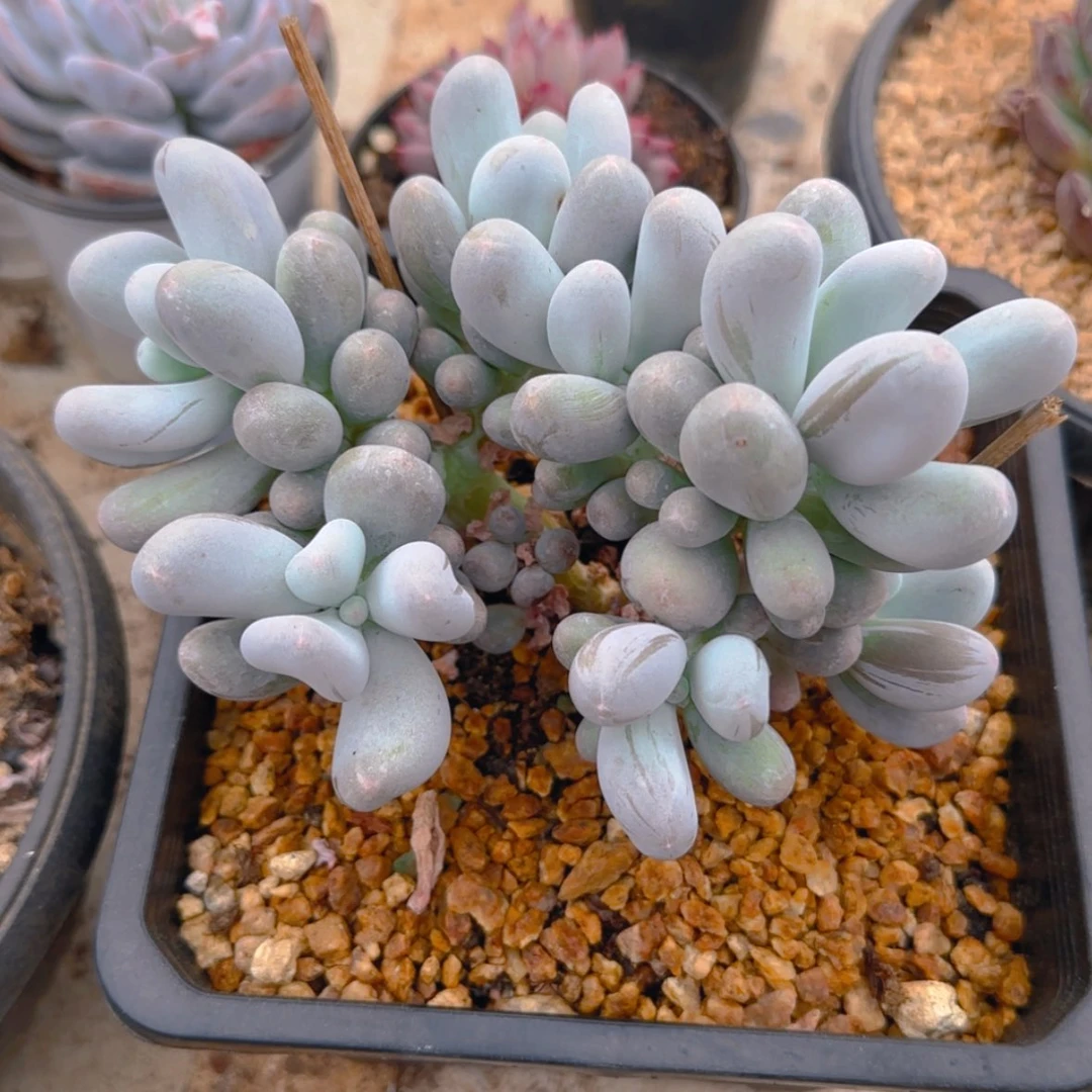 【闪购商品】米可奶