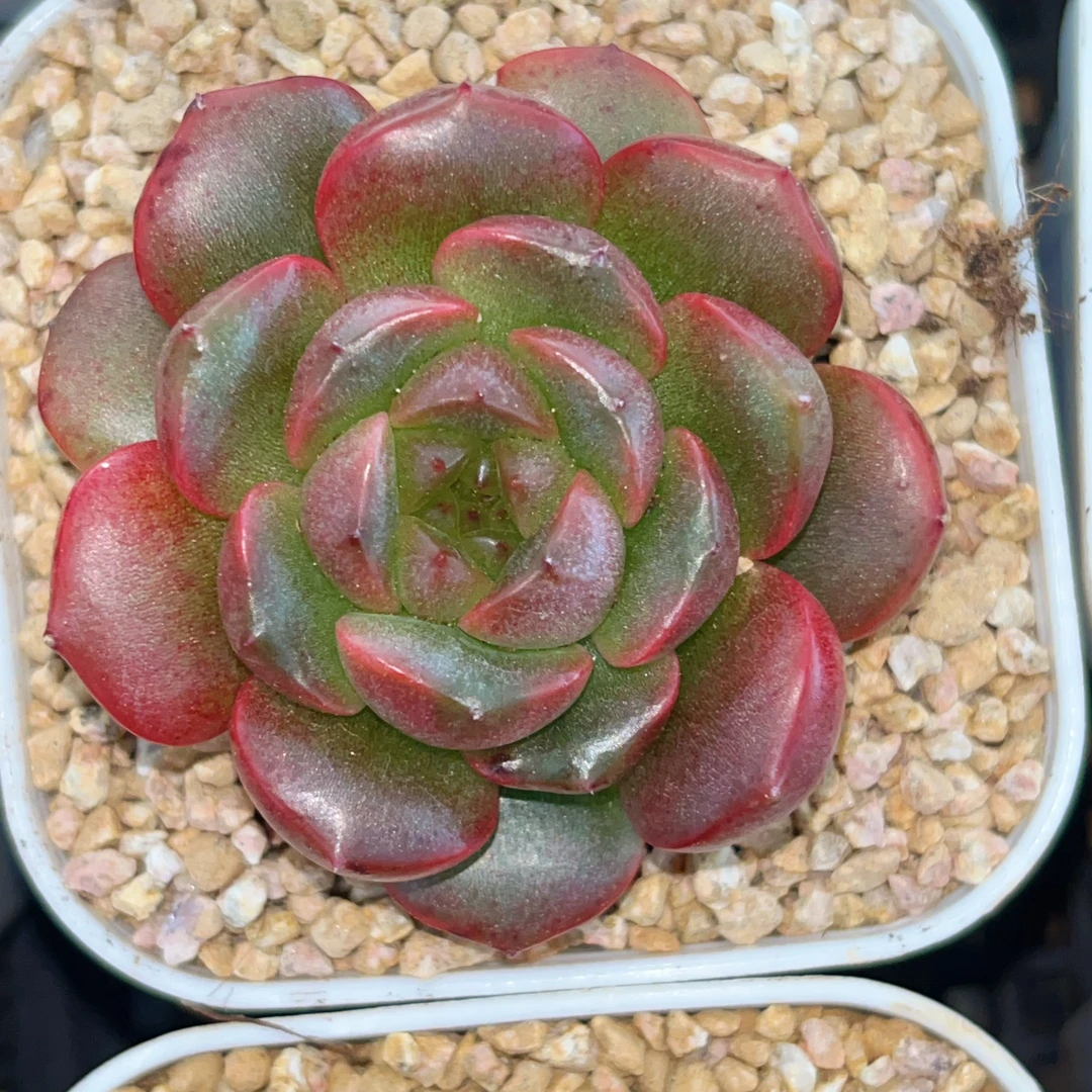 J182 样品发 灵宝门多肉一颗 4-4.5厘米