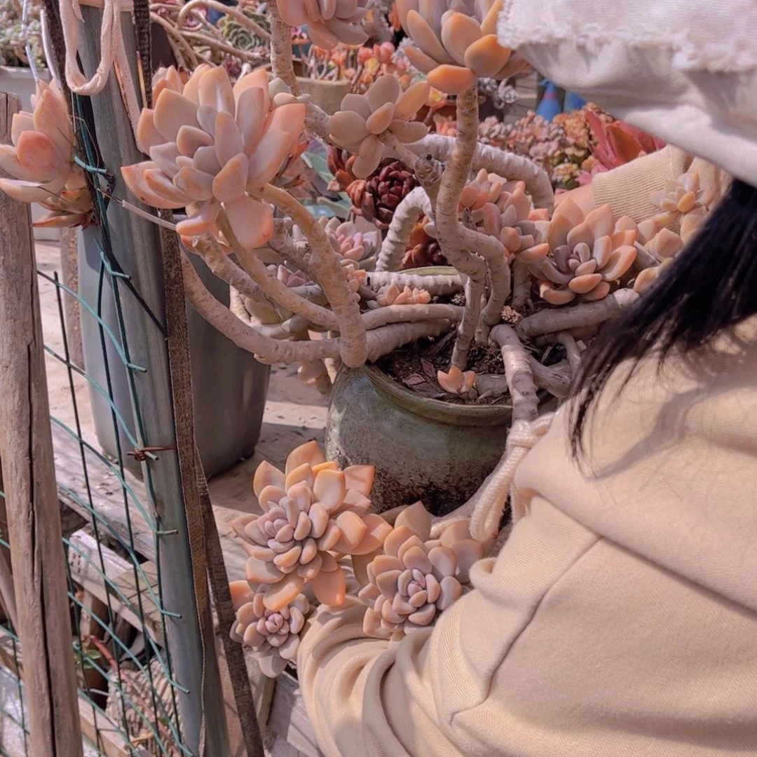 海****司多肉8888888