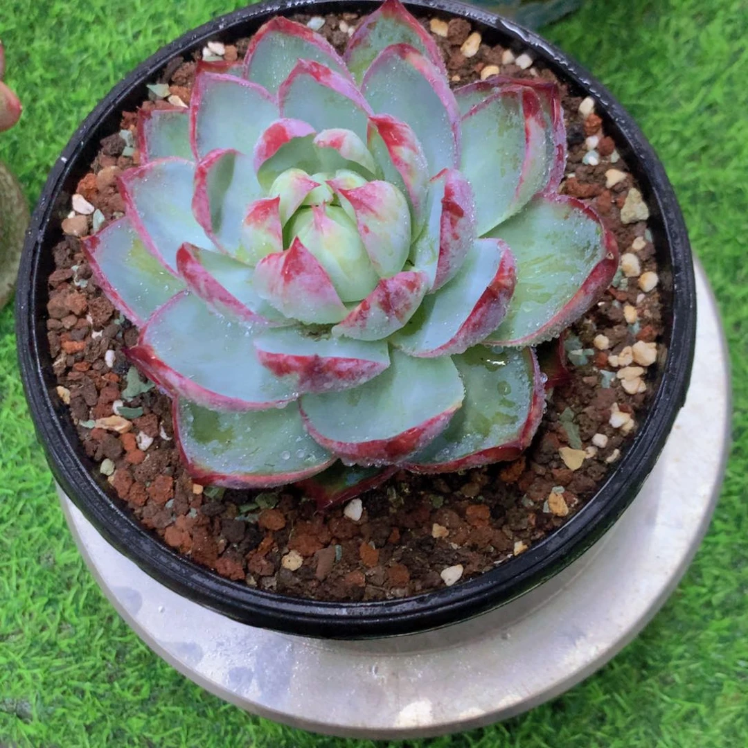 就***ㄚ惊鸿仙子多肉植物一物一拍