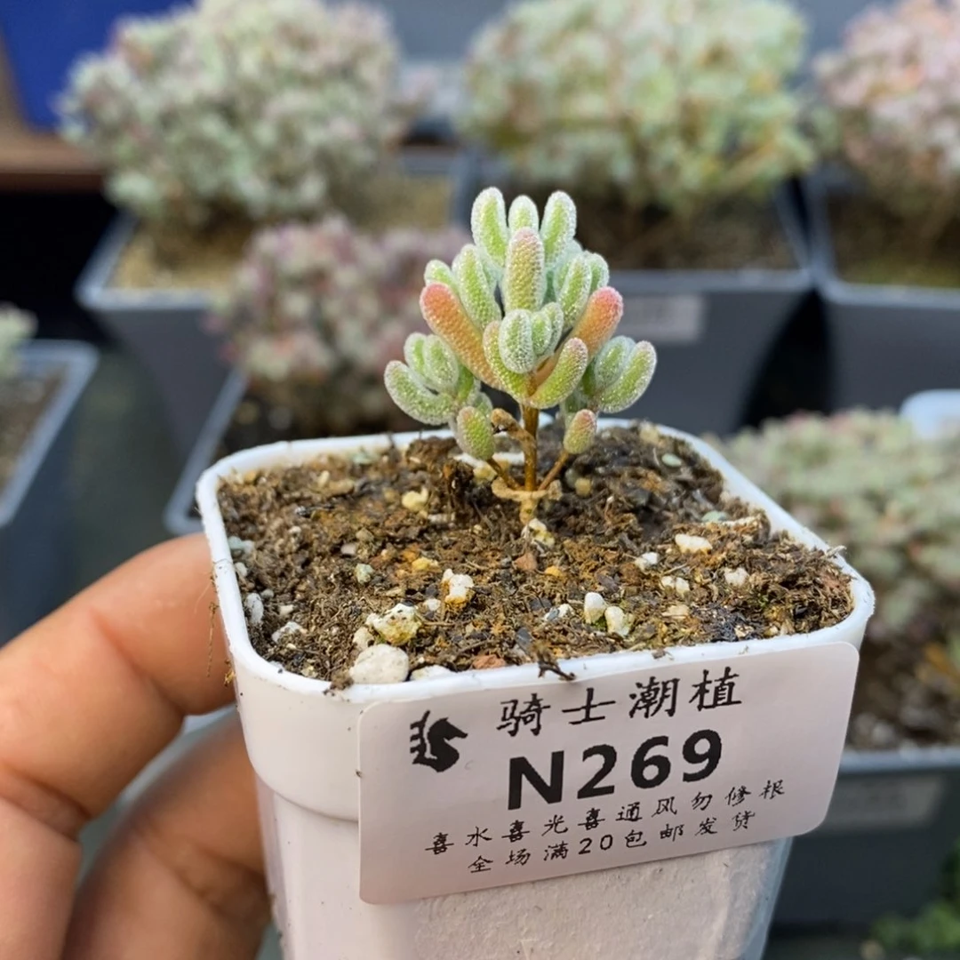 269实生精控优选冰晶多肉