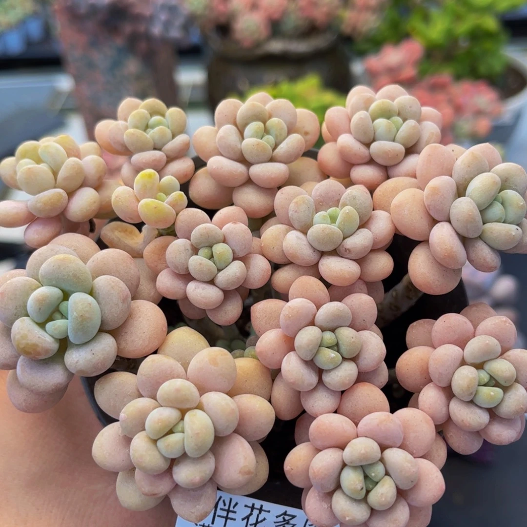 933-手捧洛可可多肉10cm